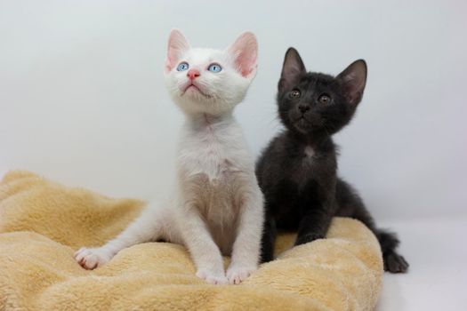 White kittens with blue eyes and black kittens khao manee playing with their siblings