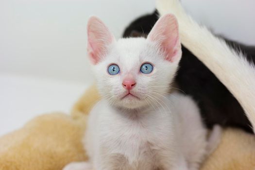 White kittens with blue eyes and black kittens khao manee playing with their siblings