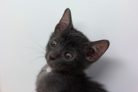 Gray kittens with white background playing with their siblings