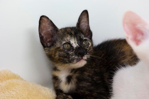 Multicolored kittens Khao Manee breed with white background, looks