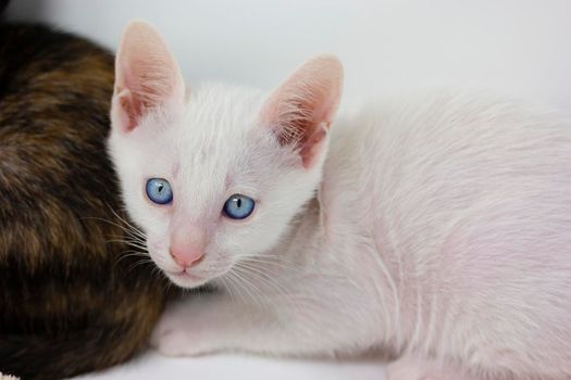 White kittens with blue eyes and black kittens khao manee playing with their siblings