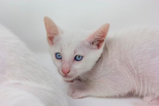 White kittens with blue eyes and black kittens khao manee playing with their siblings