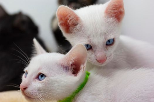 White kittens with blue eyes and black kittens khao manee playing with their siblings