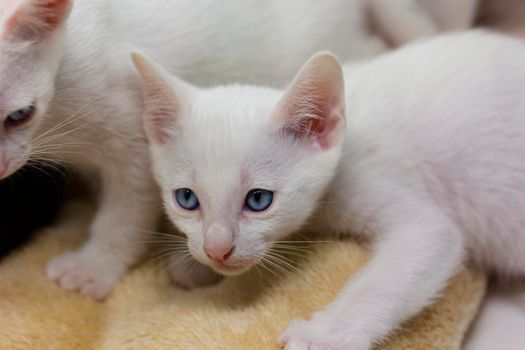 White kittens with blue eyes and black kittens khao manee playing with their siblings