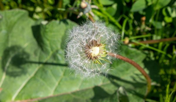 Dandelion on the background of green grass on a summer day.