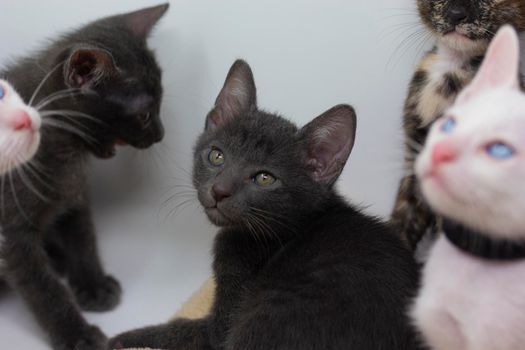 Gray kittens with white background playing with their siblings