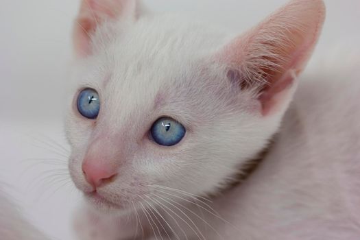 White kittens with blue eyes and black kittens khao manee playing with their siblings