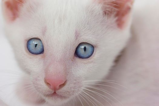 White kittens with blue eyes and black kittens khao manee playing with their siblings