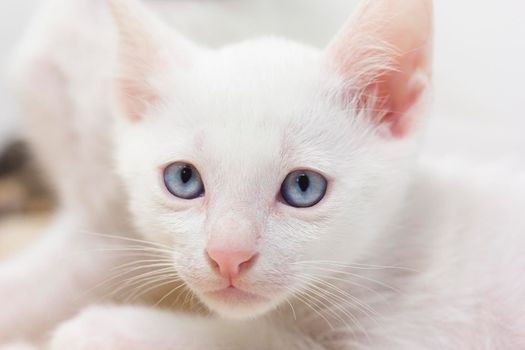 White kittens with blue eyes and black kittens khao manee playing with their siblings