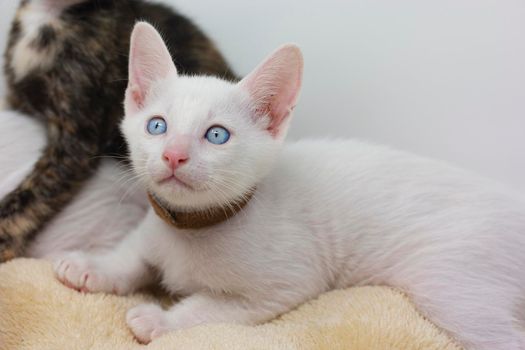 White kittens with blue eyes and black kittens khao manee playing with their siblings