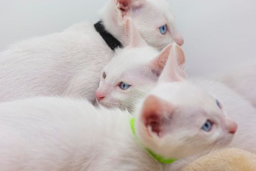 White kittens with blue eyes and black kittens khao manee playing with their siblings