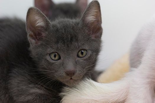 Gray kittens with white background playing with their siblings