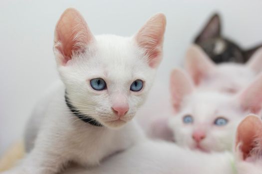 White kittens with blue eyes and black kittens khao manee playing with their siblings