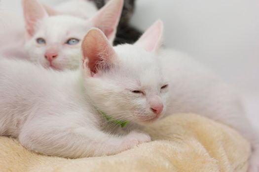 White kittens with blue eyes and black kittens khao manee playing with their siblings