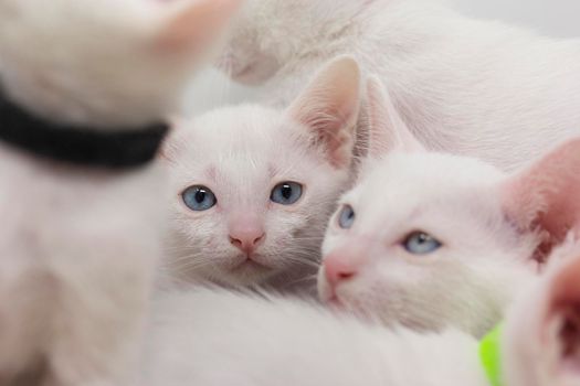 White kittens with blue eyes and black kittens khao manee playing with their siblings