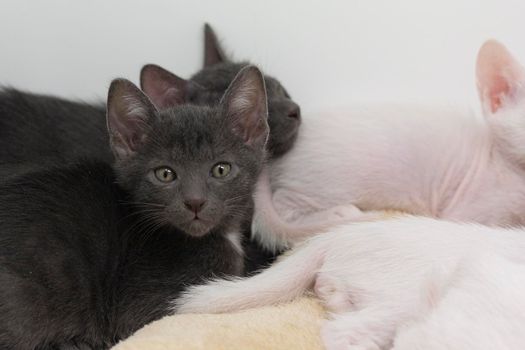 Gray kittens with white background playing with their siblings