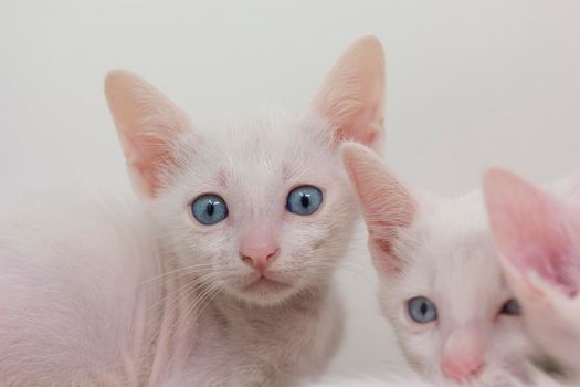 White kittens with blue eyes and black kittens khao manee playing with their siblings