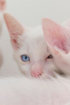 White kittens with blue eyes and black kittens khao manee playing with their siblings