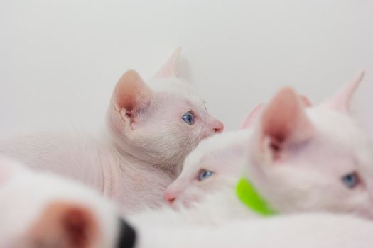 White kittens with blue eyes and black kittens khao manee playing with their siblings