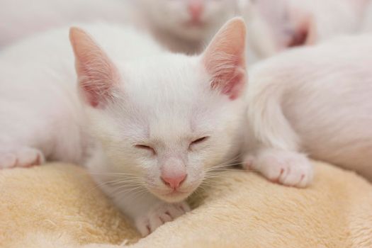 White kittens with blue eyes and black kittens khao manee playing with their siblings