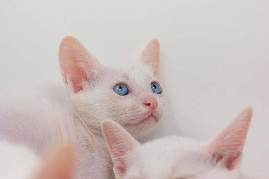 White kittens with blue eyes and black kittens khao manee playing with their siblings