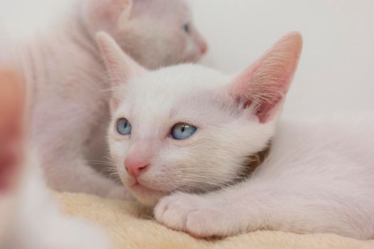 White kittens with blue eyes and black kittens khao manee playing with their siblings