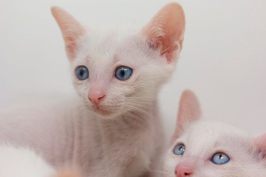 White kittens with blue eyes and black kittens khao manee playing with their siblings