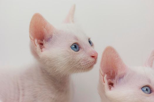 White kittens with blue eyes and black kittens khao manee playing with their siblings