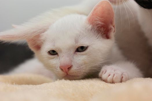 White kittens with blue eyes and black kittens khao manee playing with their siblings