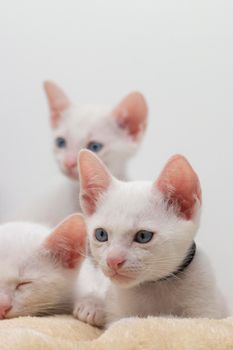 White kittens with blue eyes and black kittens khao manee playing with their siblings