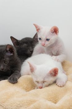 White kittens with blue eyes and black kittens playing with their siblings