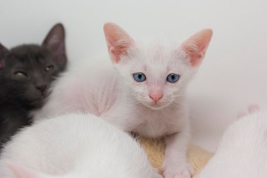 White kittens with blue eyes and black kittens khao manee playing with their siblings