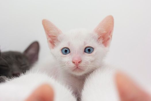 White kittens with blue eyes and black kittens khao manee playing with their siblings