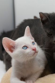 White kittens with blue eyes and black kittens khao manee playing with their siblings