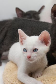 White kittens with blue eyes and black kittens khao manee playing with their siblings