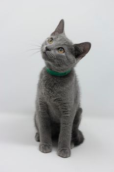 Kittens breed russian blue with white background