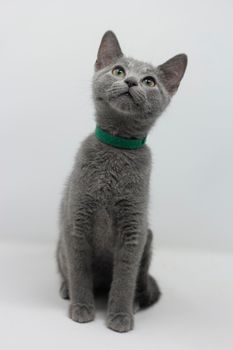 Kittens breed russian blue with white background