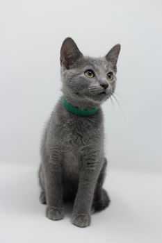 Gray cat with beautiful eyes