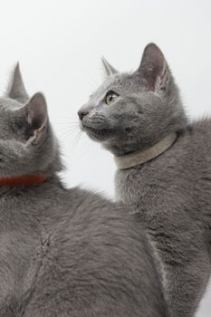 Kittens breed russian blue with white background