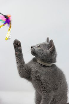 Kittens breed russian blue with white background