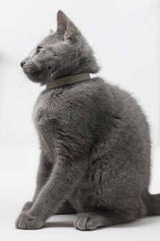 Kittens breed russian blue with white background