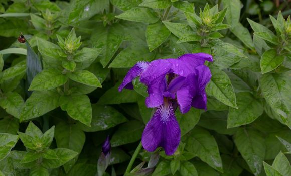 Purple iris on a background of bright green grass and herbs. Summer flower, blooming in June. gardening, growing perennial plants in a flower bed.