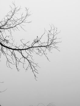 foggy morning in the forest in monotone