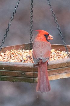 cardinal feeding at bird feeder in carolina