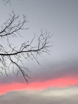 Forest branches in winter against a blue sky. Naked Silhouette a tree against a background of sky