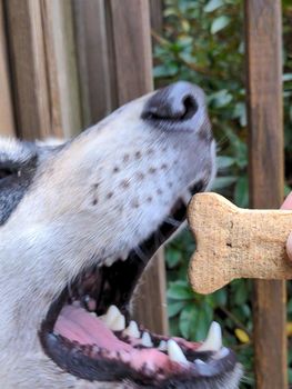 dog eating treat from hand
