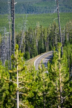 scenery at Mt Washburn trail in Yellowstone National Park, Wyoming, USA