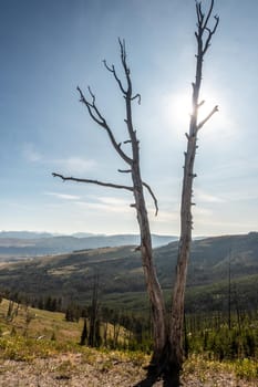 Mt Washburn trail in Yellowstone National Park, Wyoming, USA