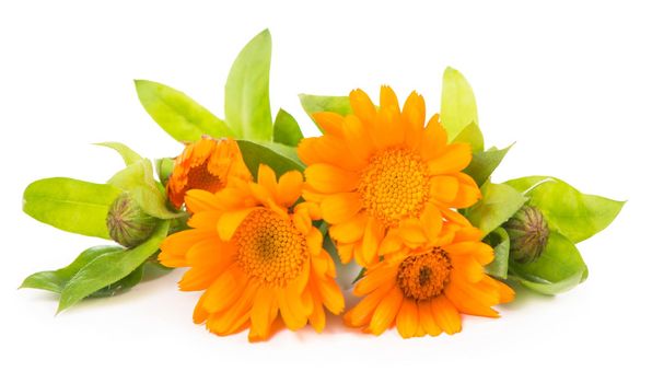 Colorful bright pattern of orange calendula flowers on white background. Flat lay, top view, natural background