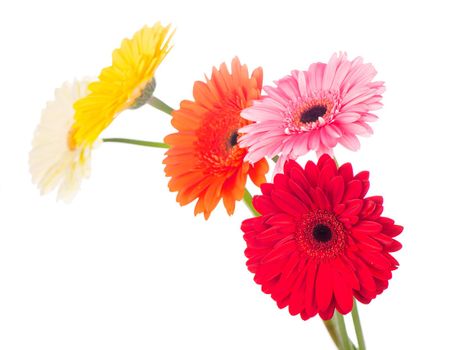 Beautiful gerbera flowers isolated on white background